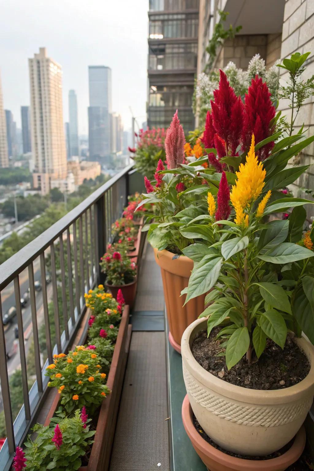 A vivid celosia display enhancing a city balcony.