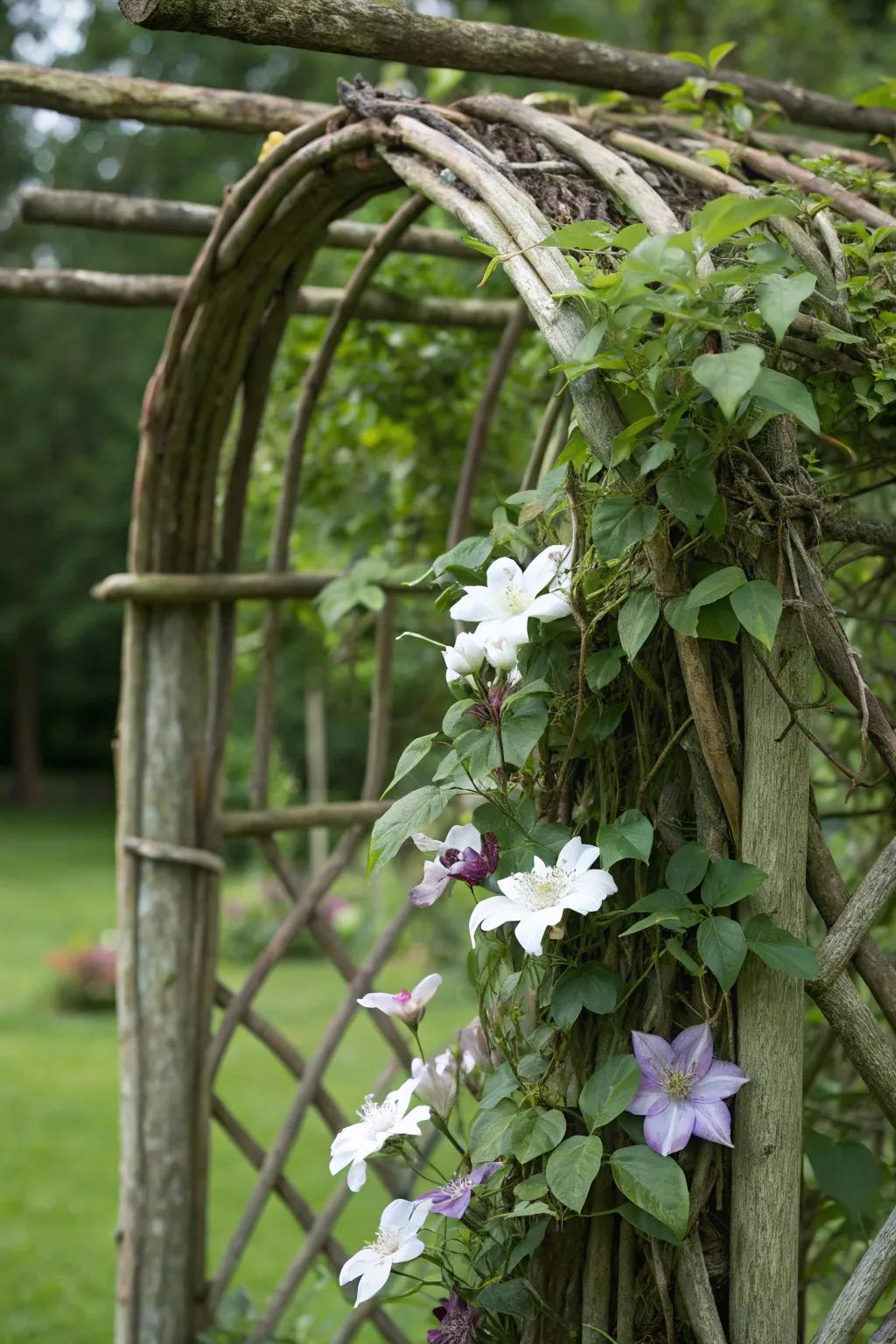 A trellis made from natural branches provides a rustic and organic support for clematis.