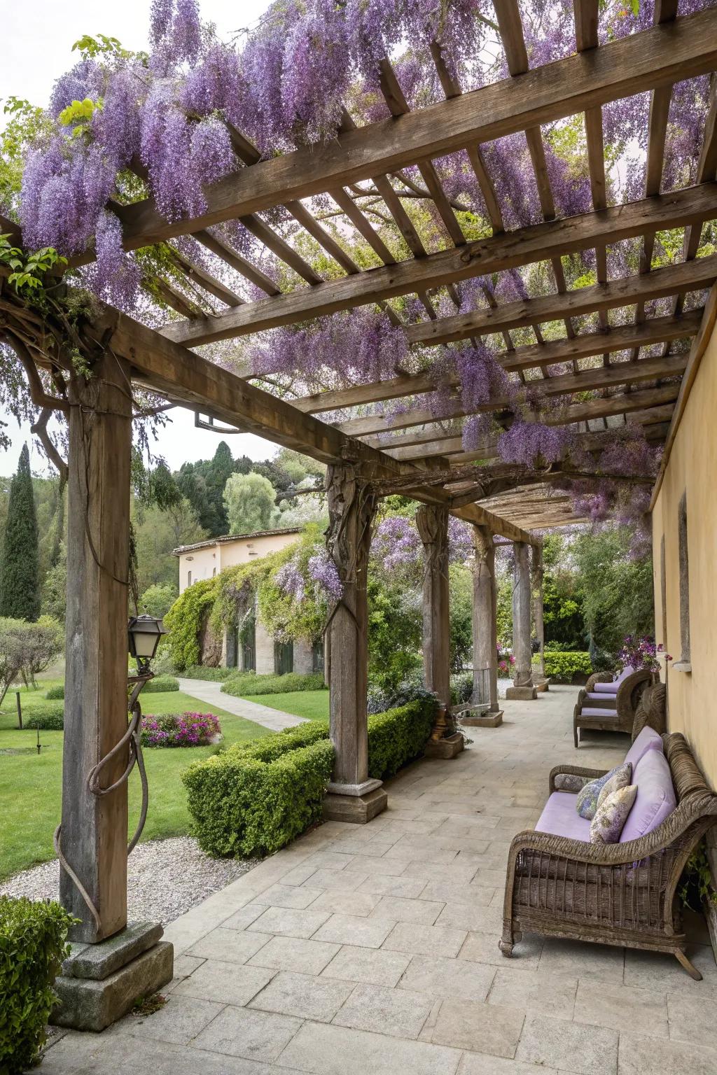 A timber pergola lavishly covered in wisteria delivers a sophisticated shady spot in the courtyard.