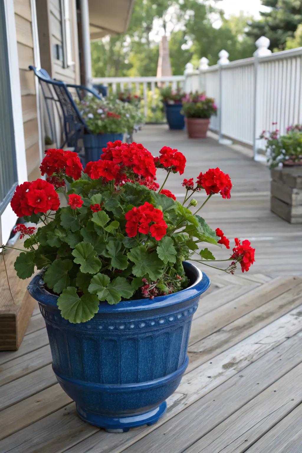 Vibrant red sunbeam blooms beautifully contrast against a classic blue ceramic pot on a quaint wooden porch.