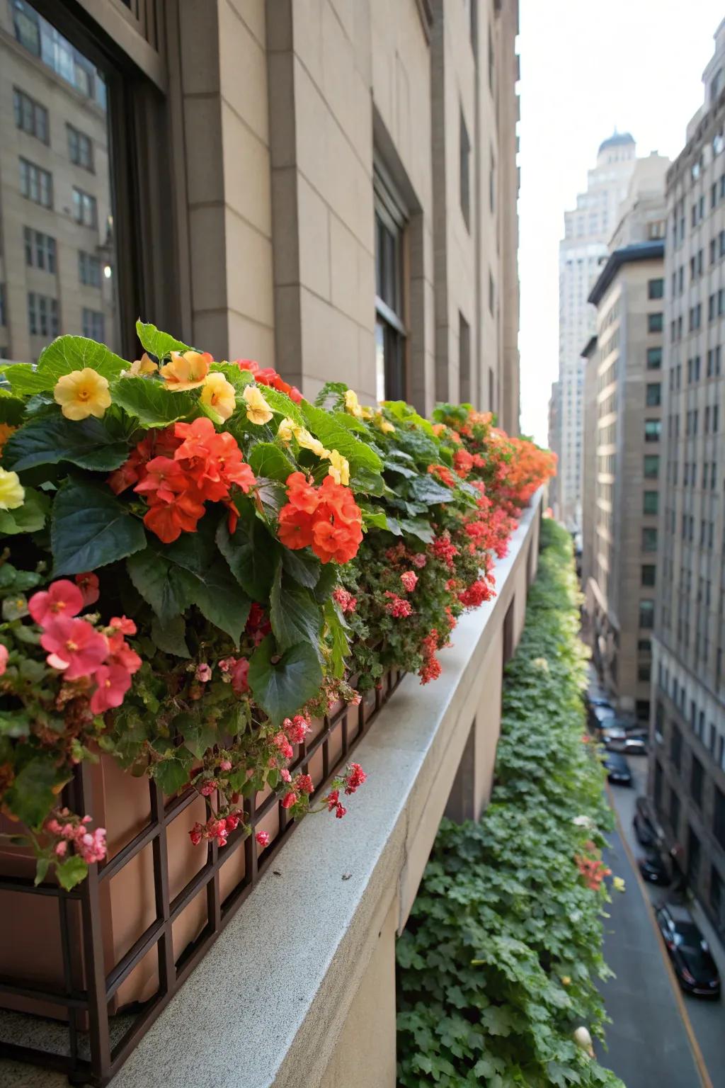 Begonias offer a vivid burst of color to window boxes in shaded areas.