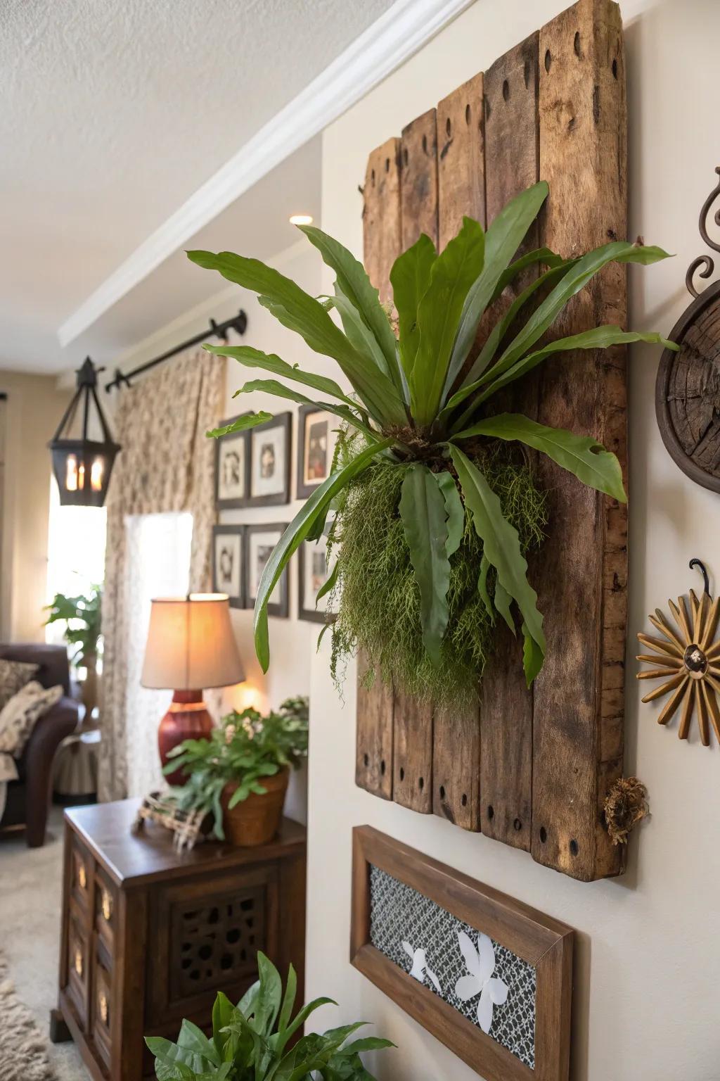 An earthy timber plank offers an ideal setting for a staghorn fern mount.