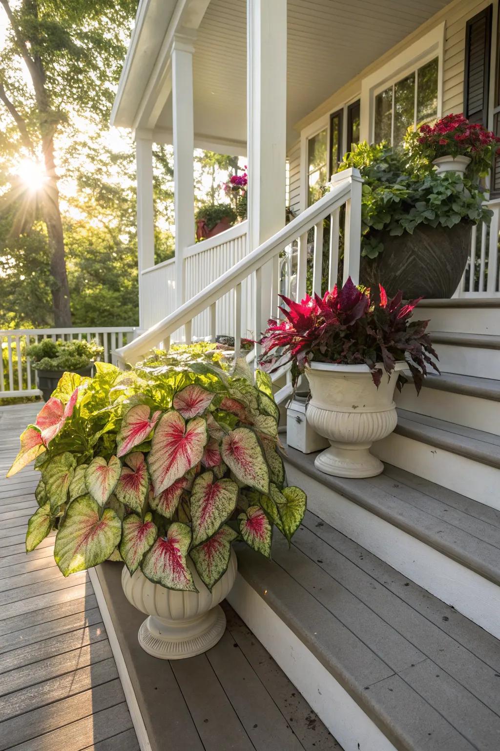 Exterior vessels render caladiums a focal feature in your garden.