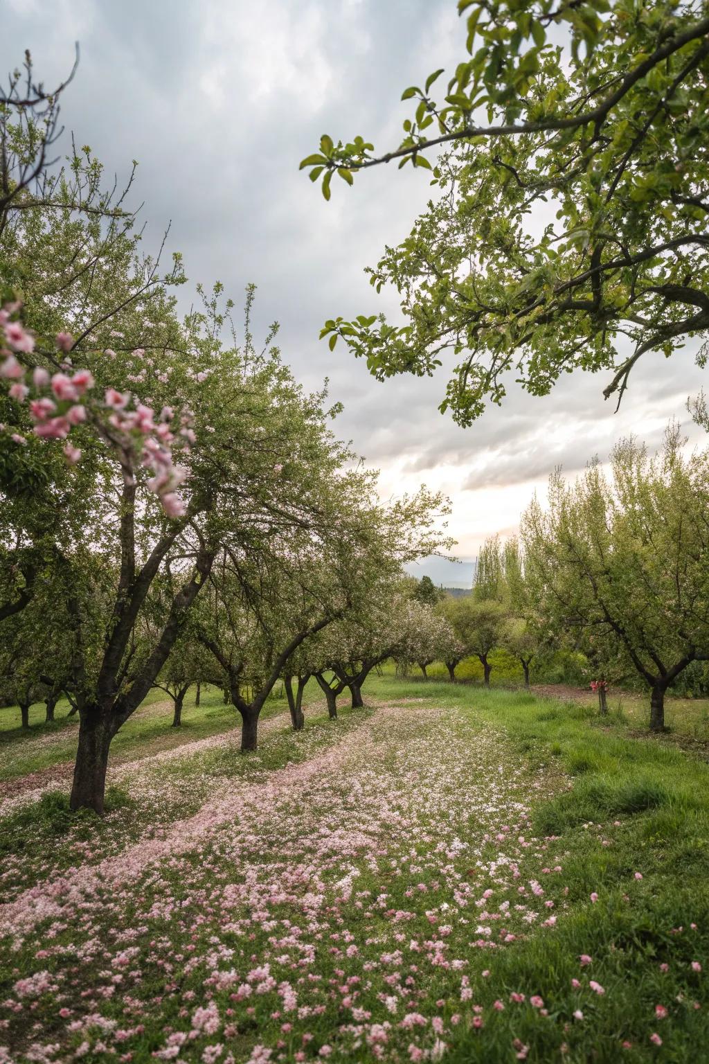 Edible trees providing beauty and abundance.