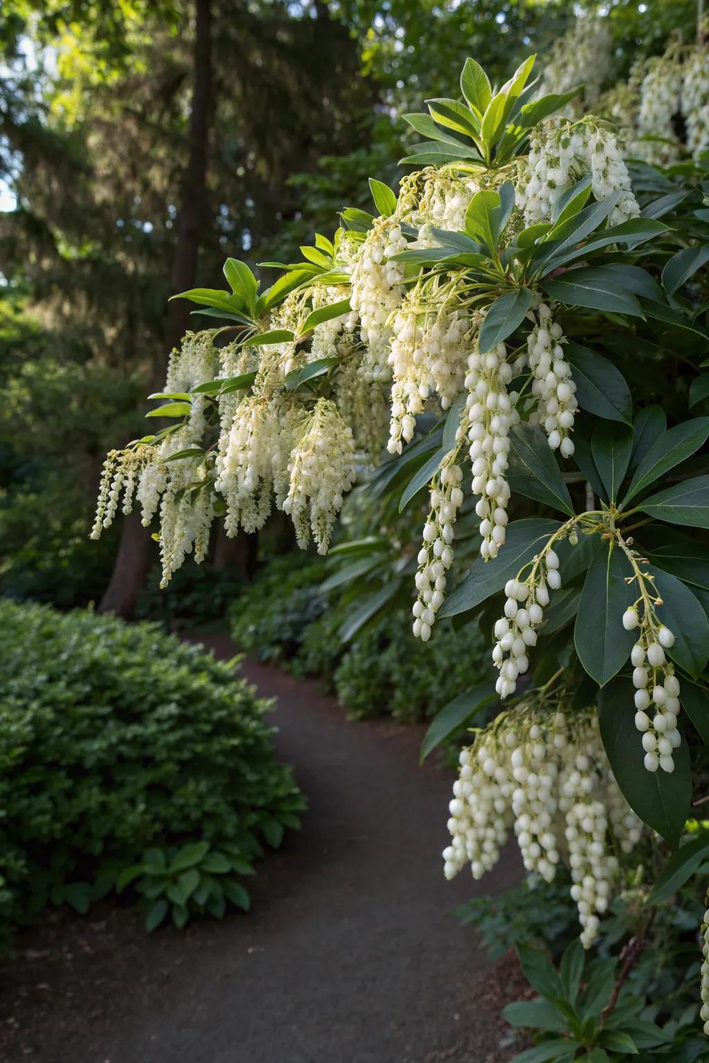 Pieris Japonica provides year-round evergreen charm with its elegant blossoms.