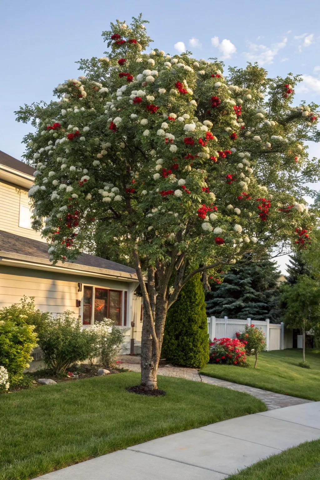 Showy mountain ash attracting birds and adding color to a yard.