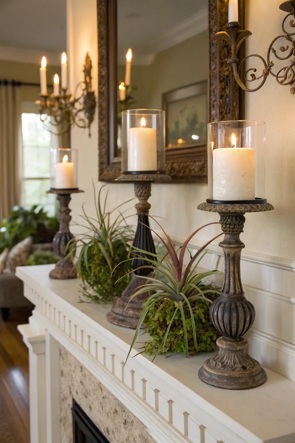 Air plants displayed in candle stands.