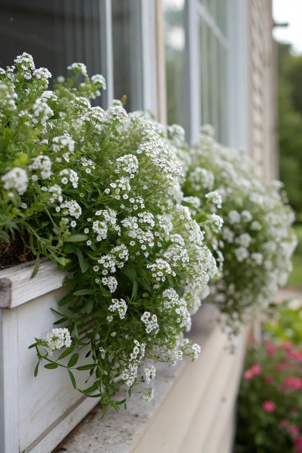 Sweet Alyssum provides a fragrant, delicate touch.