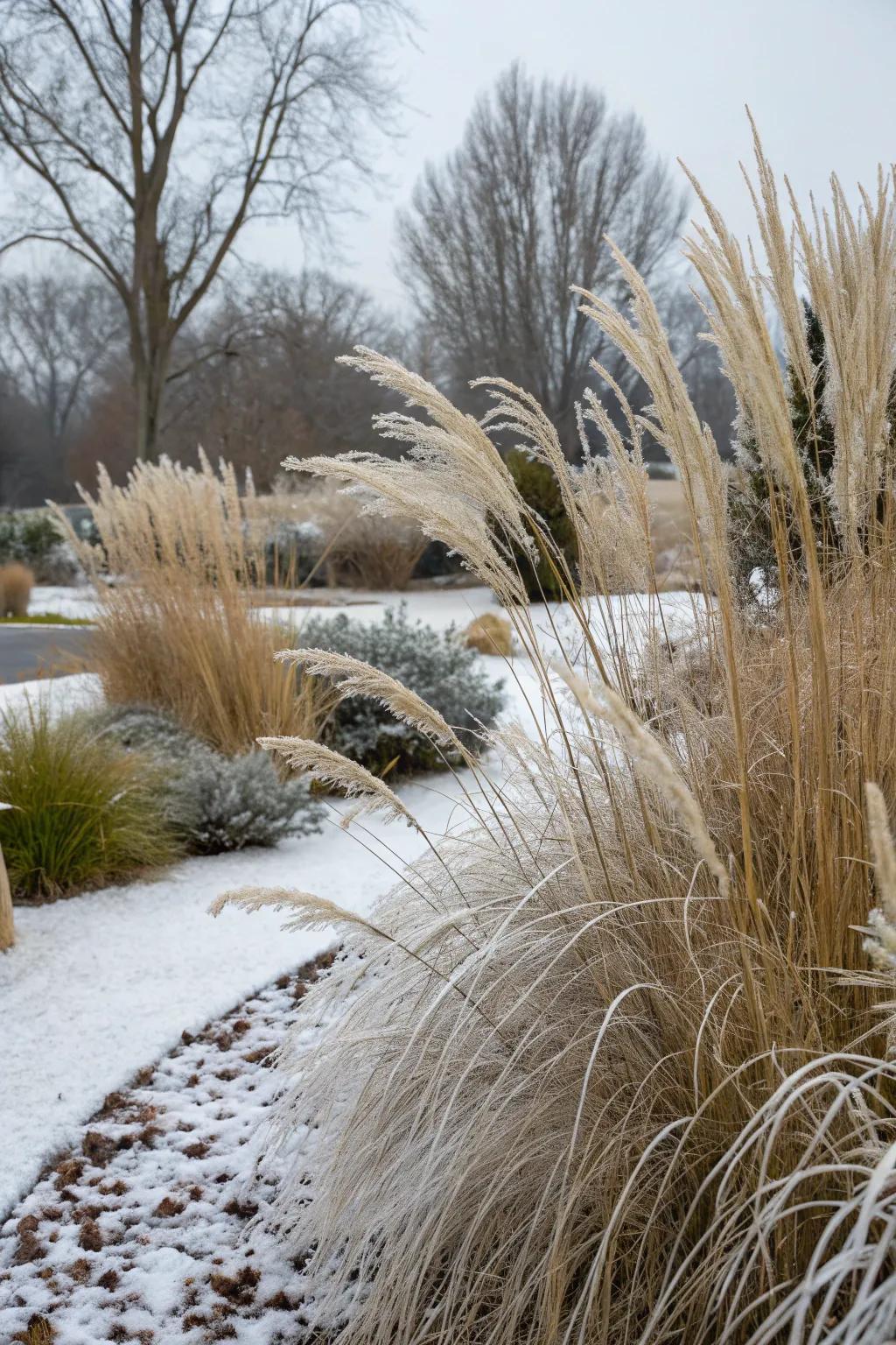 Grasses that last in winter keep the garden bright all year.