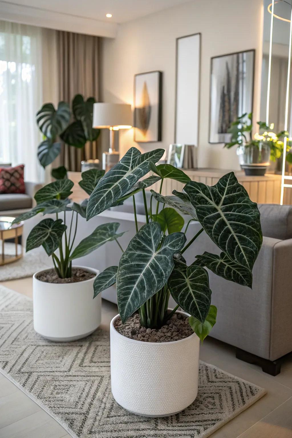 A monochromatic aesthetic featuring caladiums cultivates a serene atmosphere.