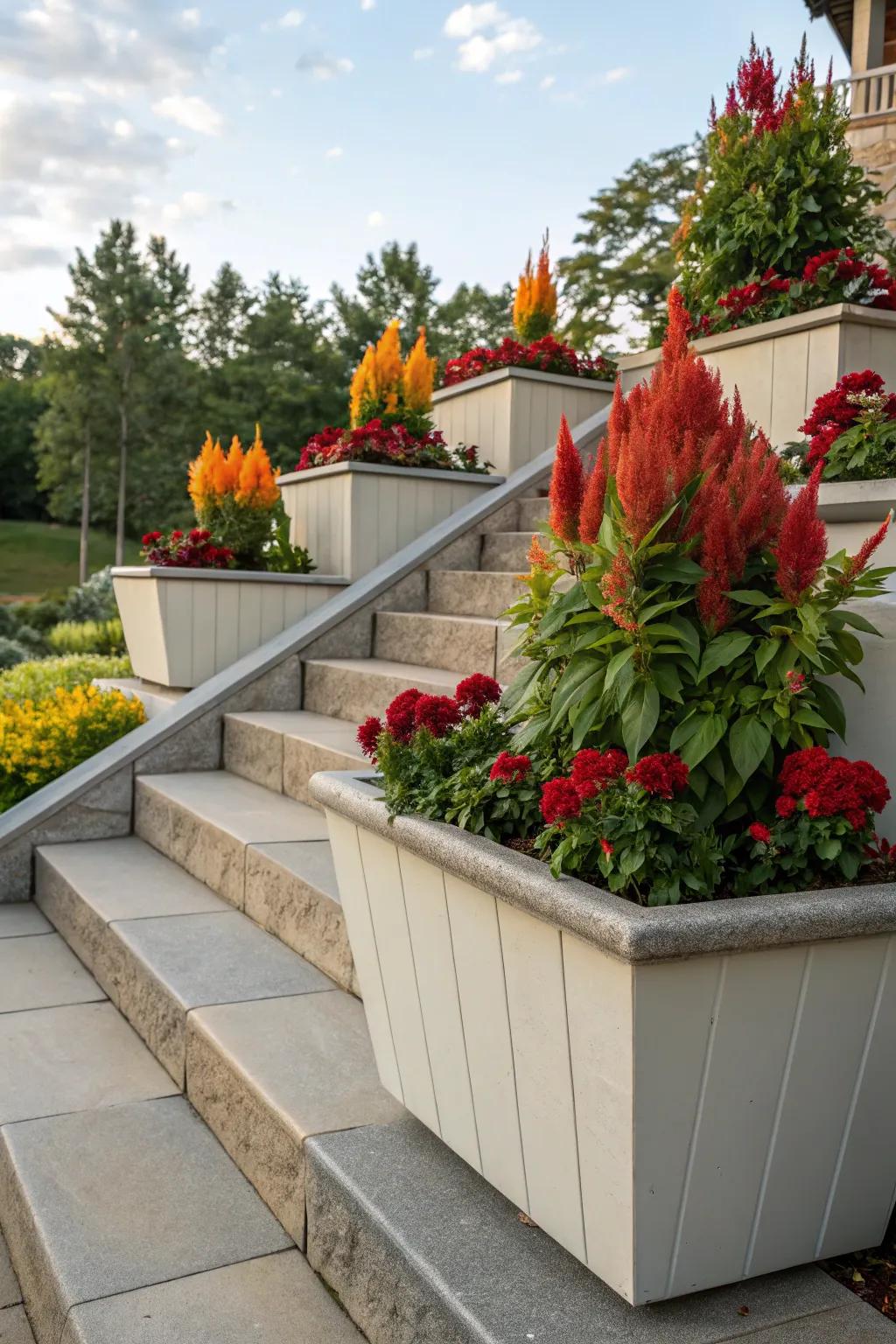 Layered heights add drama to celosia displays.