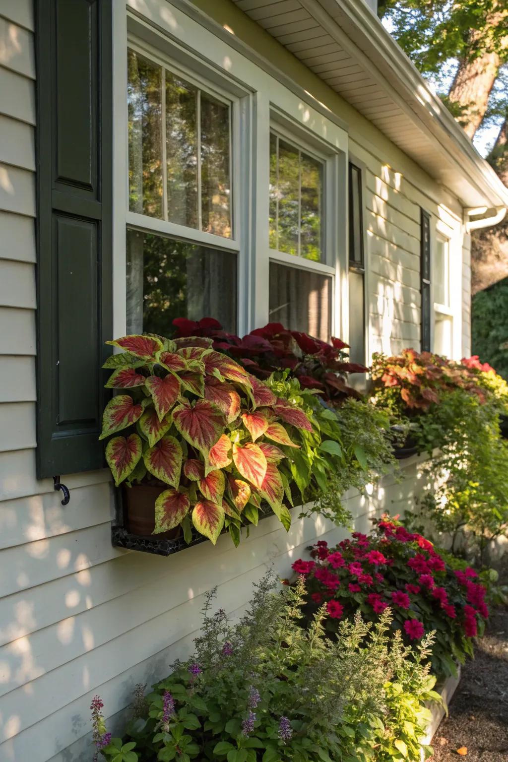 Light and shadow enhance the rich colors of coleus in window boxes.