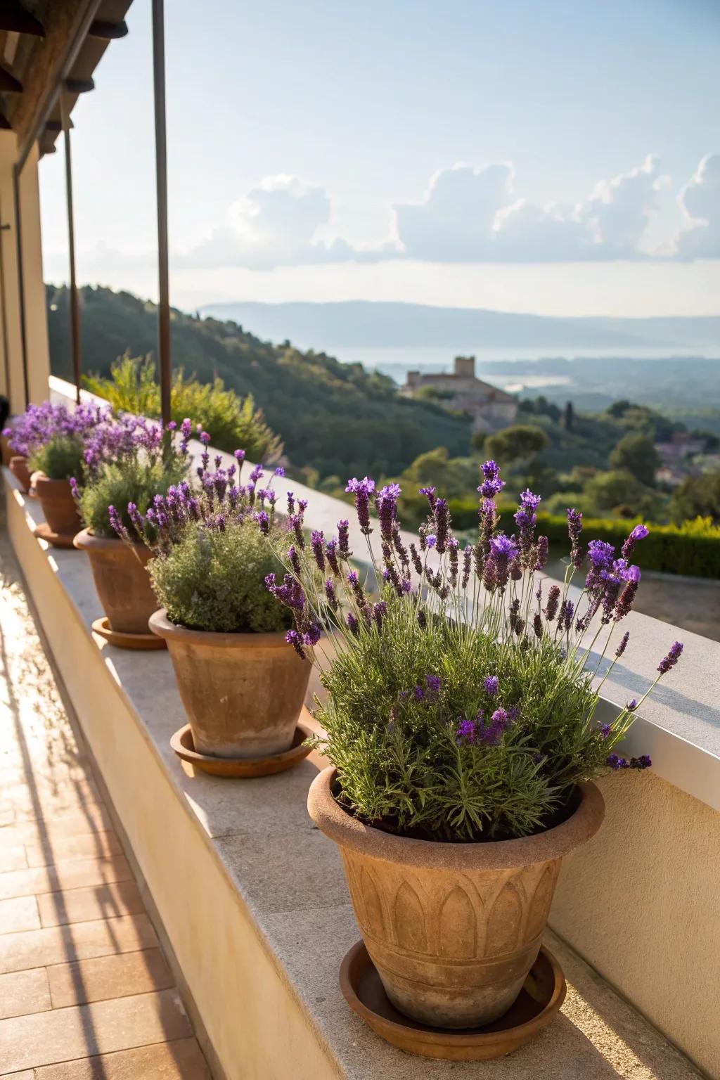 Lavender plants providing a relaxing atmosphere to the balcony.