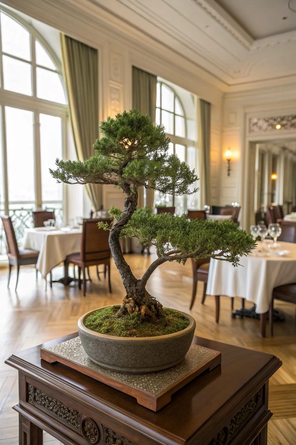 A broom configuration juniper bonsai infusing sophistication into an elegant dining chamber.