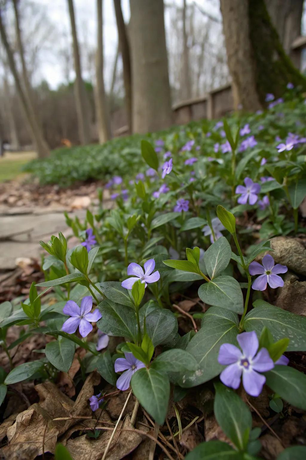 Vinca Minor provides year-round ground cover with its lively blooms.