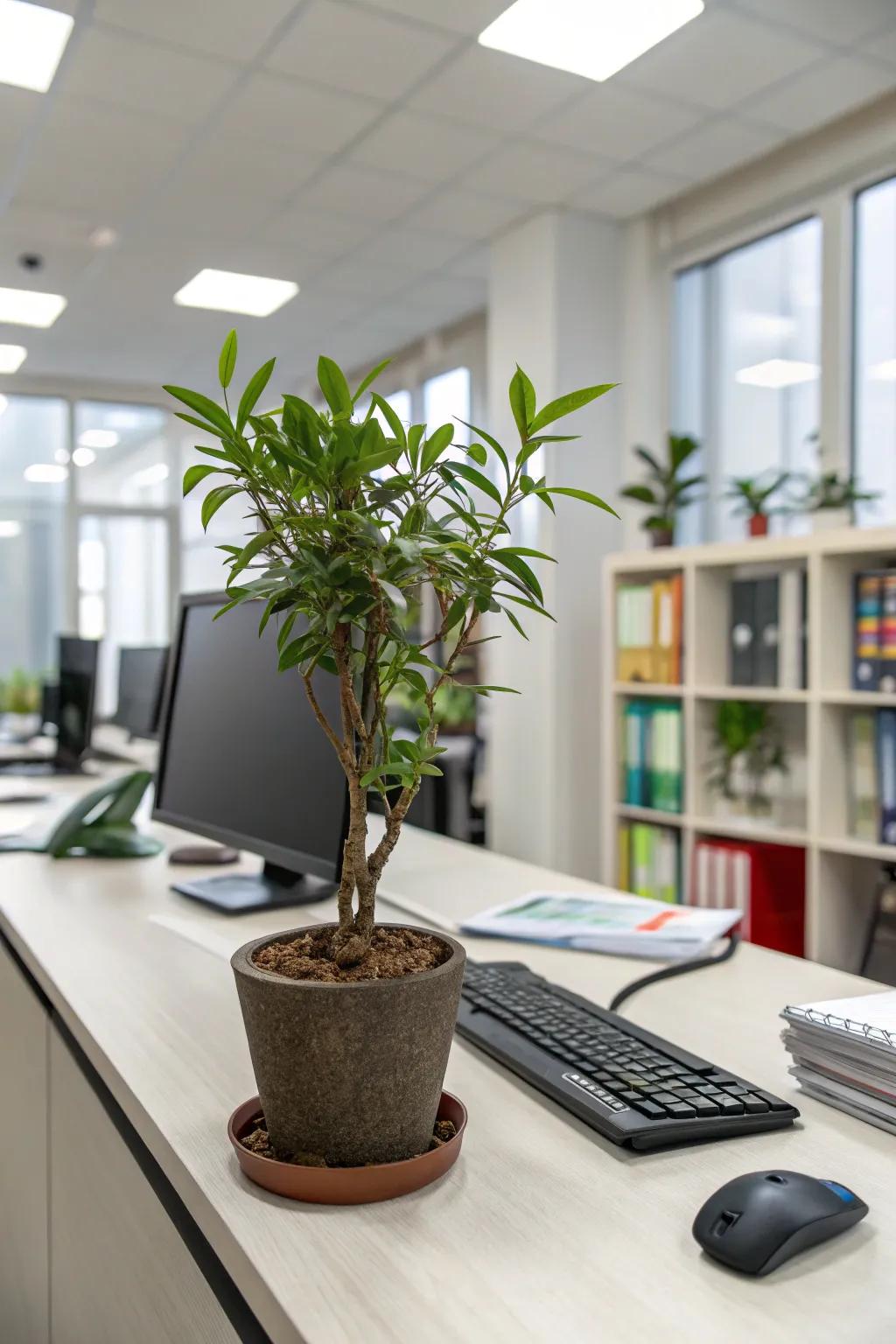 Enhance your workspace with a disposition-enhancing plant.