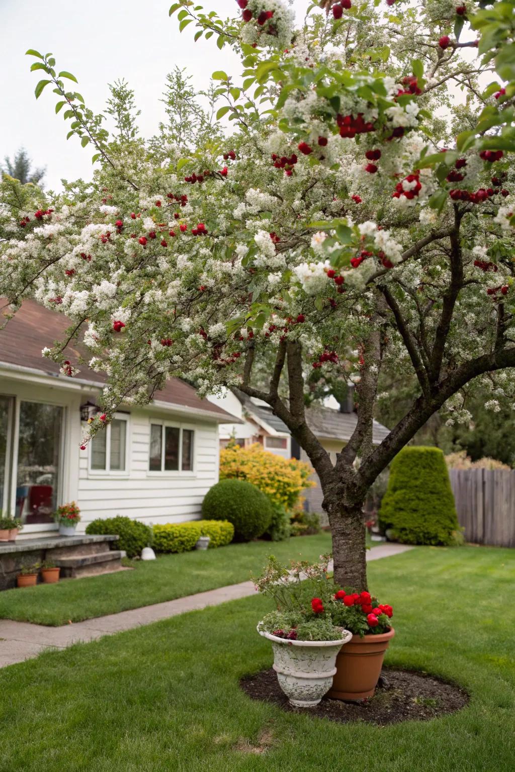 Evans cherry tree offering fruit and floral beauty to a yard.