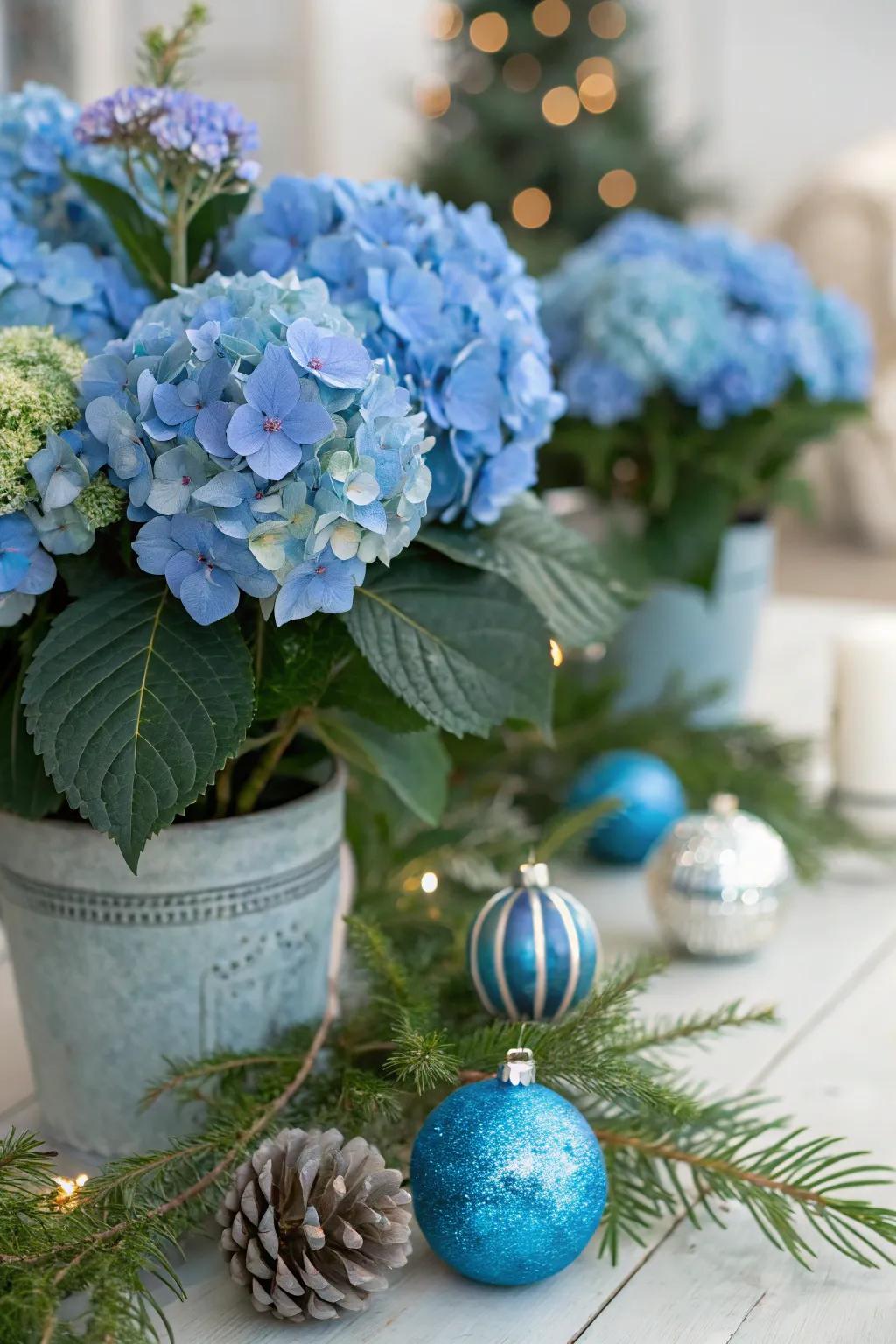 Seasonal accents add festive flair to blue hydrangeas.