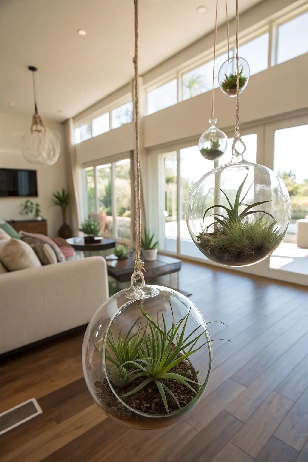 Air plants giving decor a playful and contemporary touch.