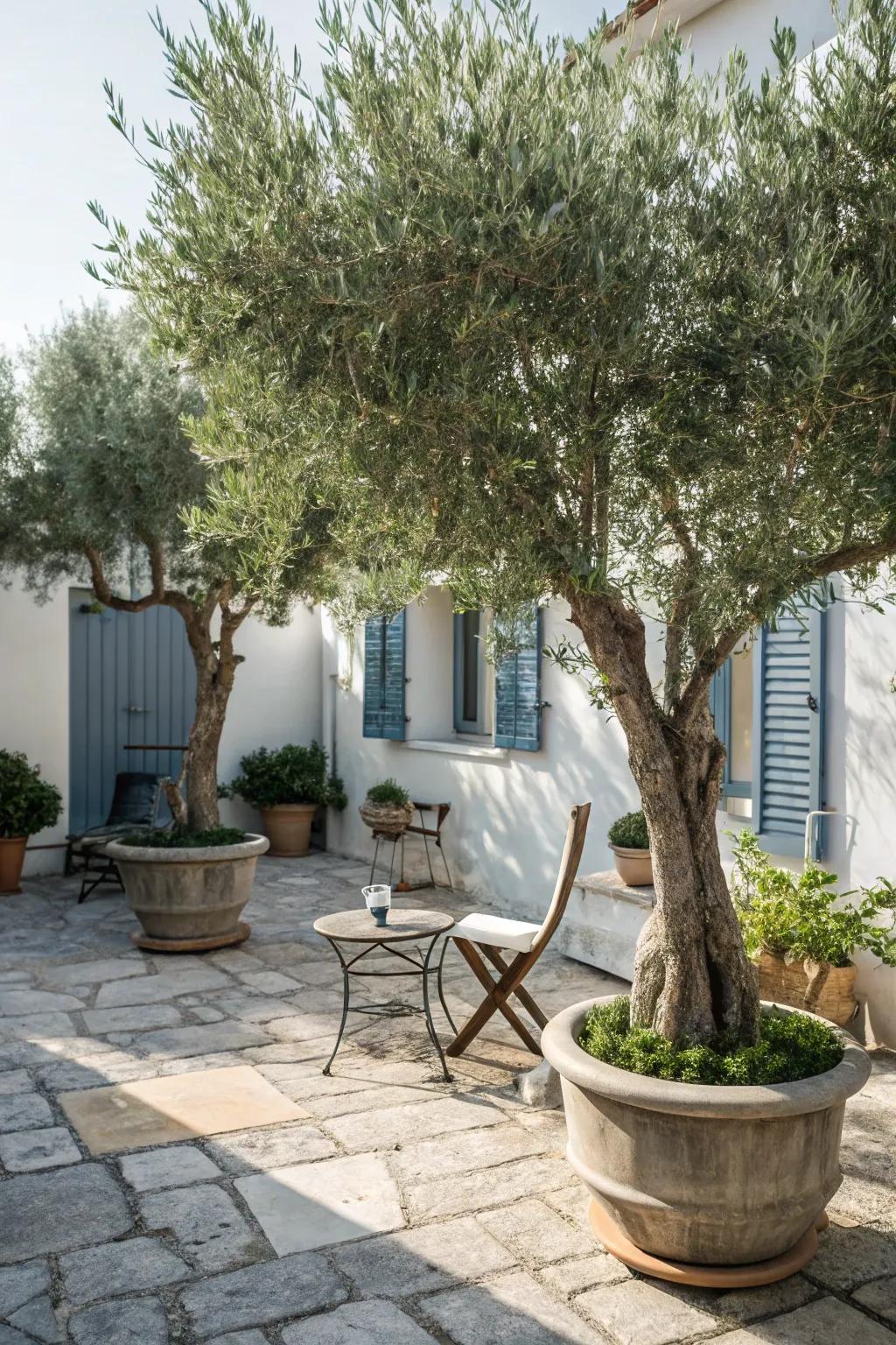 Create a Mediterranean escape with olive trees.