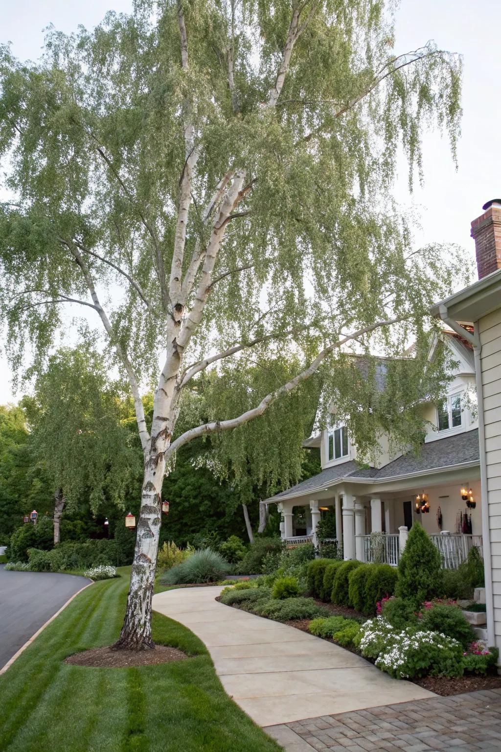 Cutleaf weeping birch adding elegance with its unique form.