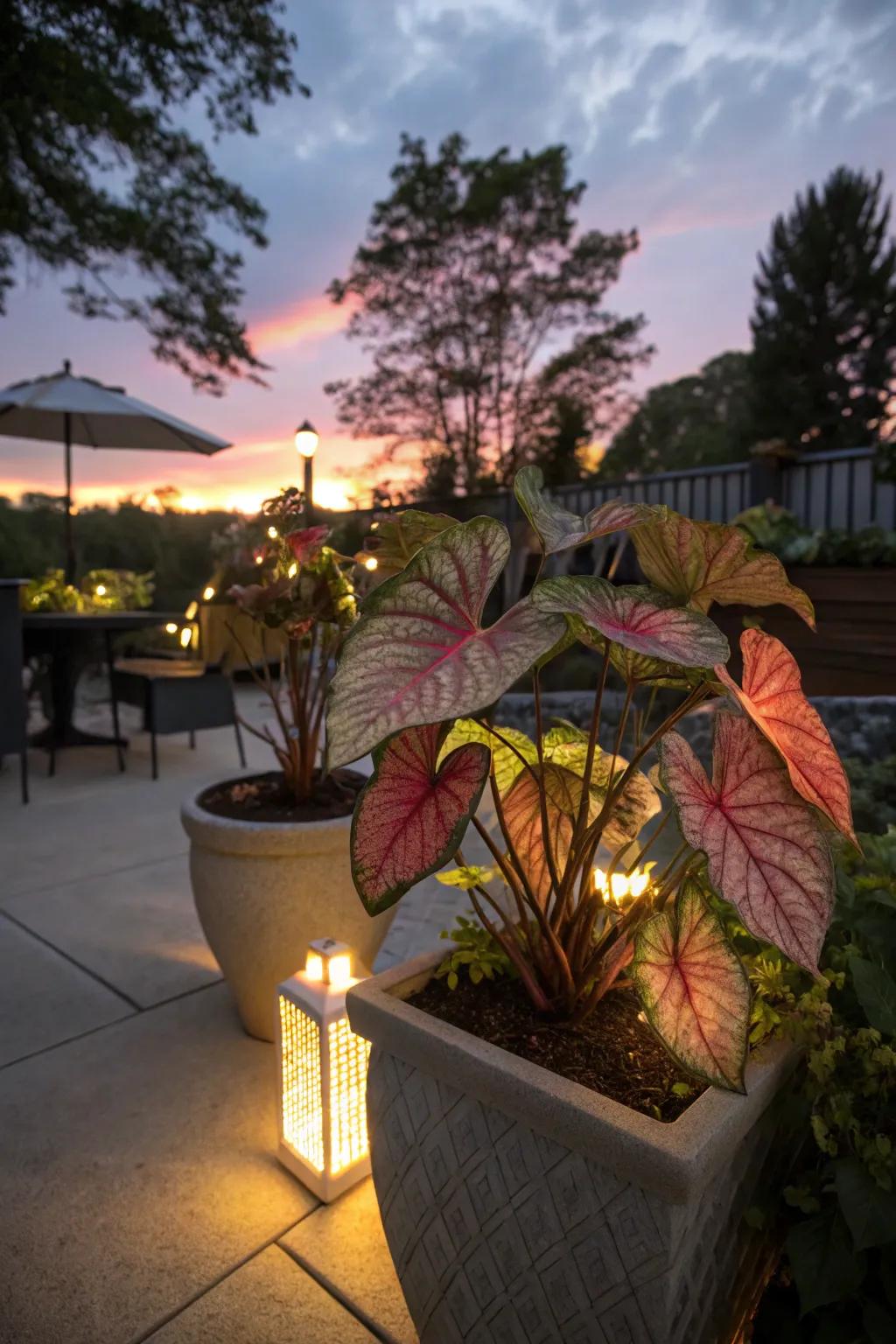 Illumination elements enhance the splendor of caladiums during nighttime.