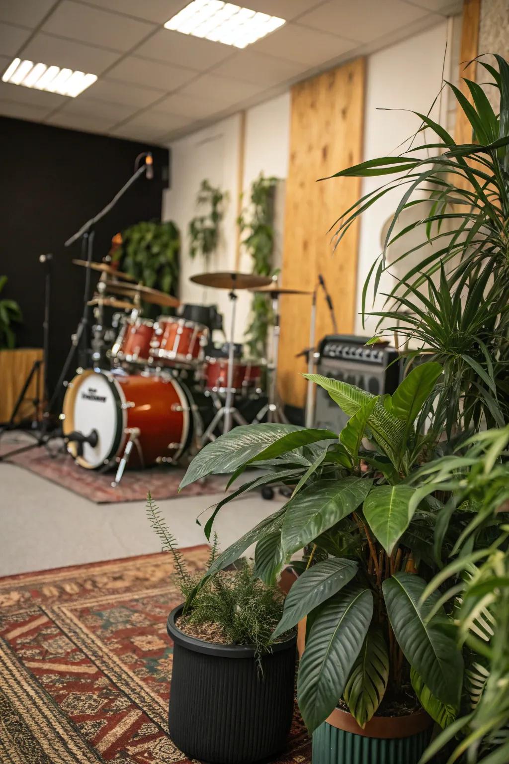 Indoor plants enhance the ambiance and freshness of your drum room.