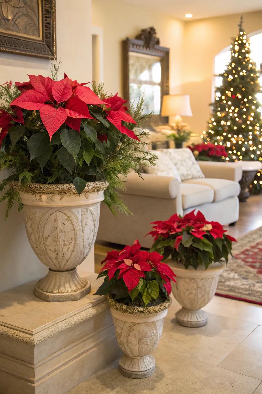 Elegant poinsettias bringing natural beauty to the home.