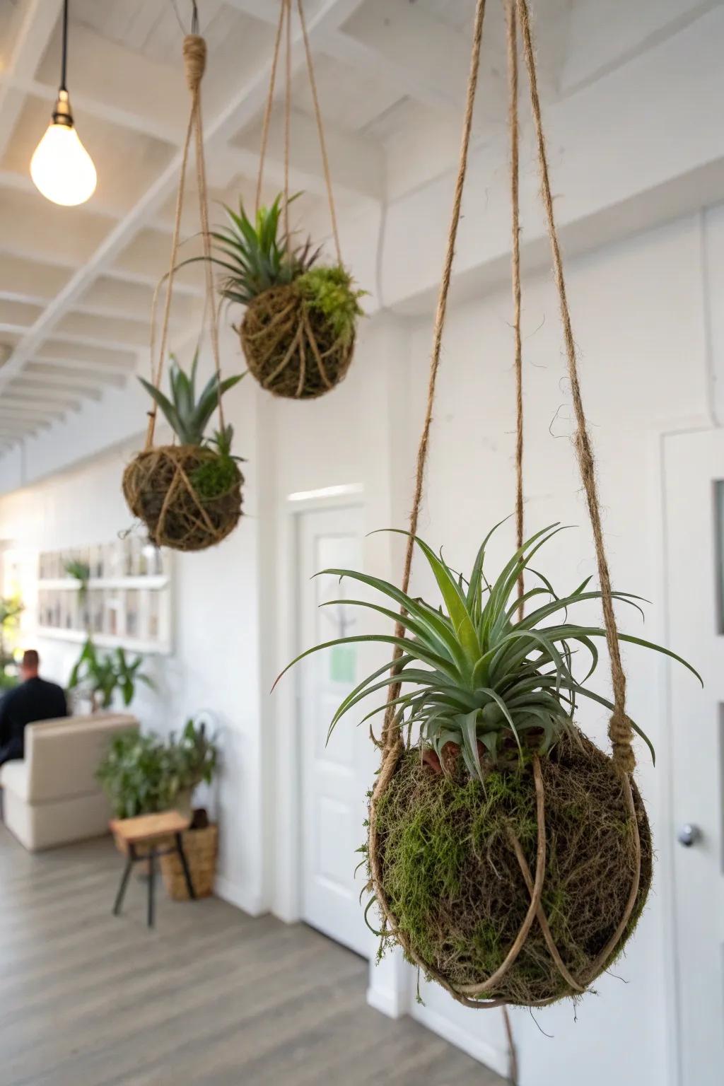 Elegant air plants in kokedama style hung in a peaceful environment.