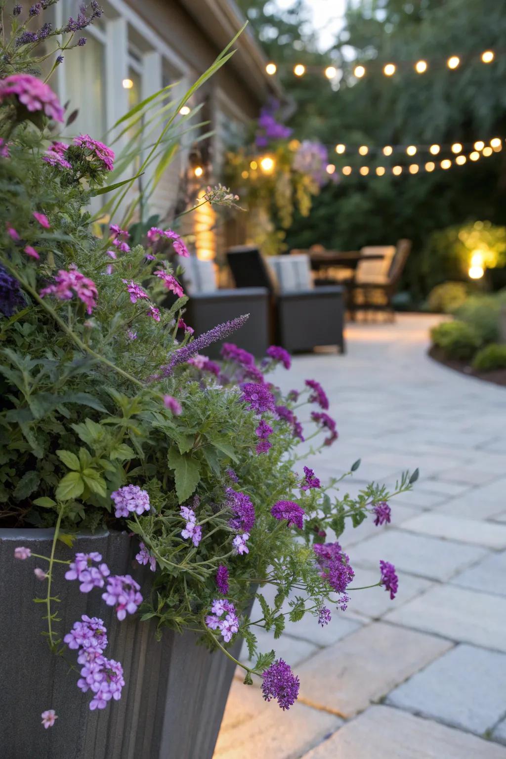 Trailing Vervain and Flutterby Plant create a stunning pair in a container garden.