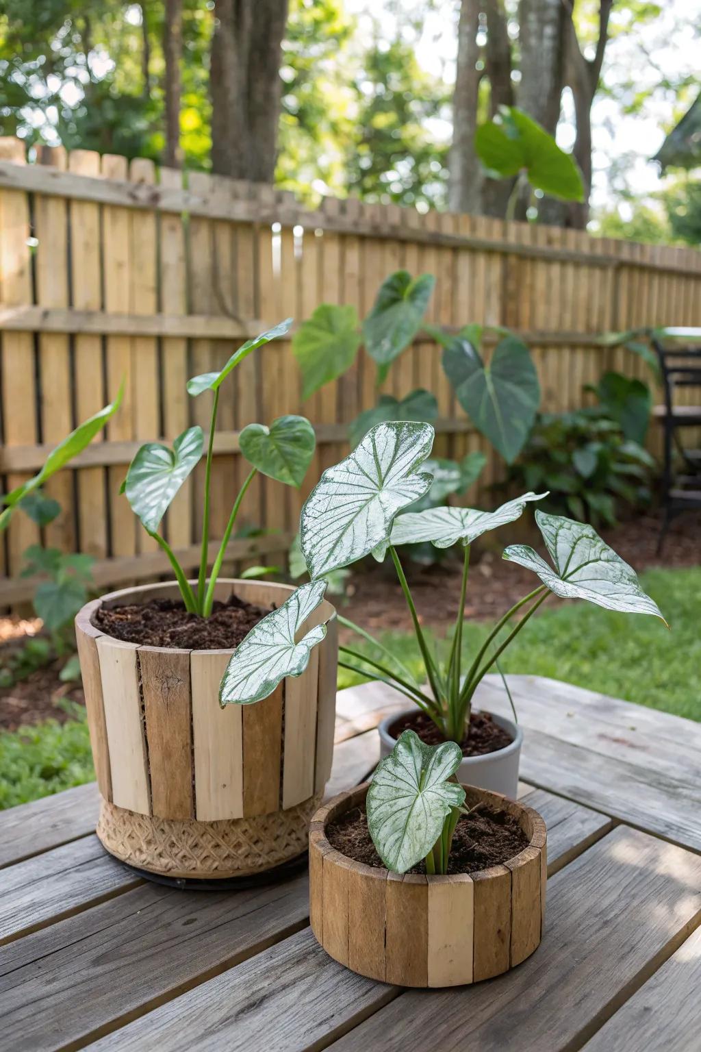 Natural timber containers contribute rustic charm to caladium exhibits.