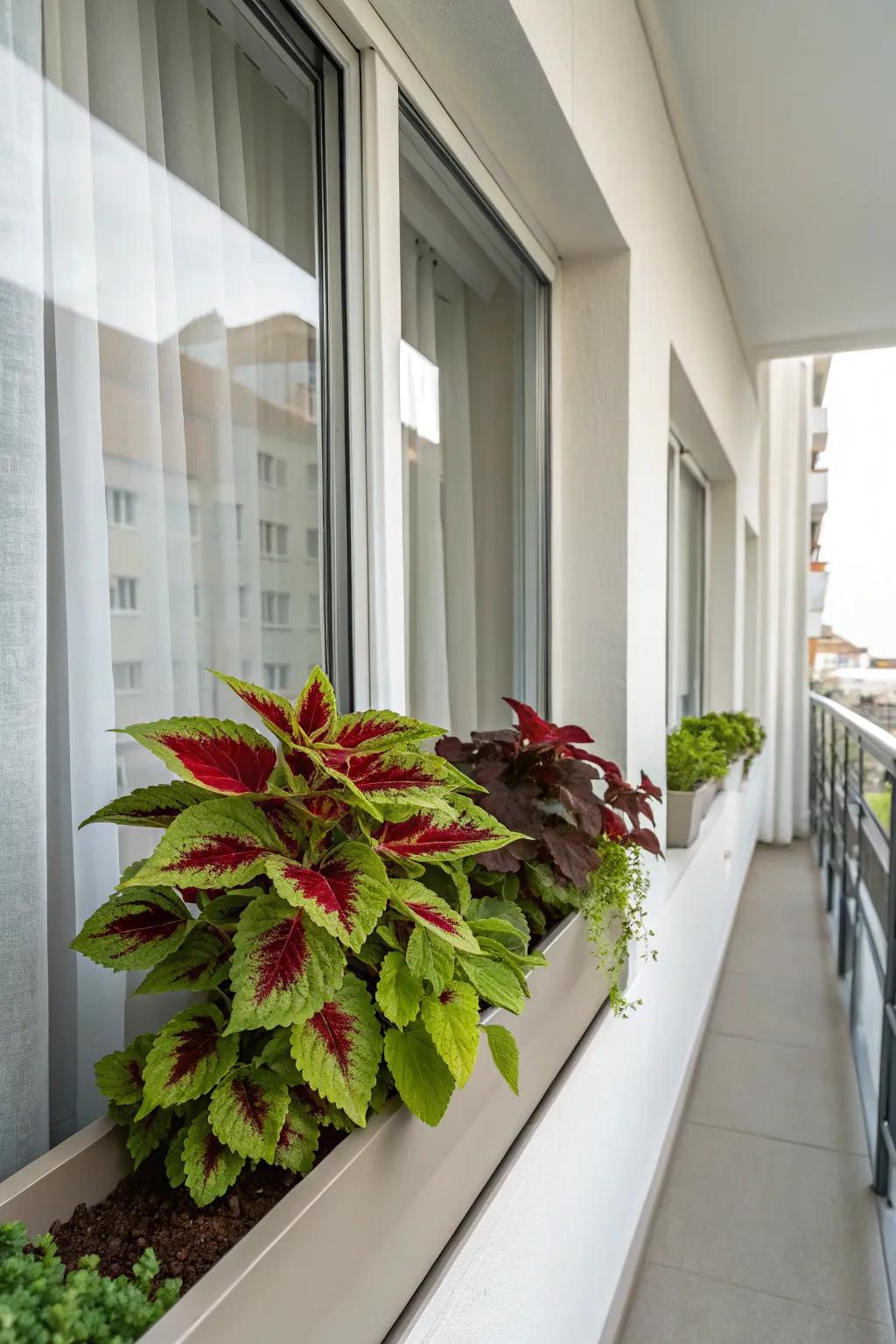 A single variety of coleus offers a calm and cohesive look.