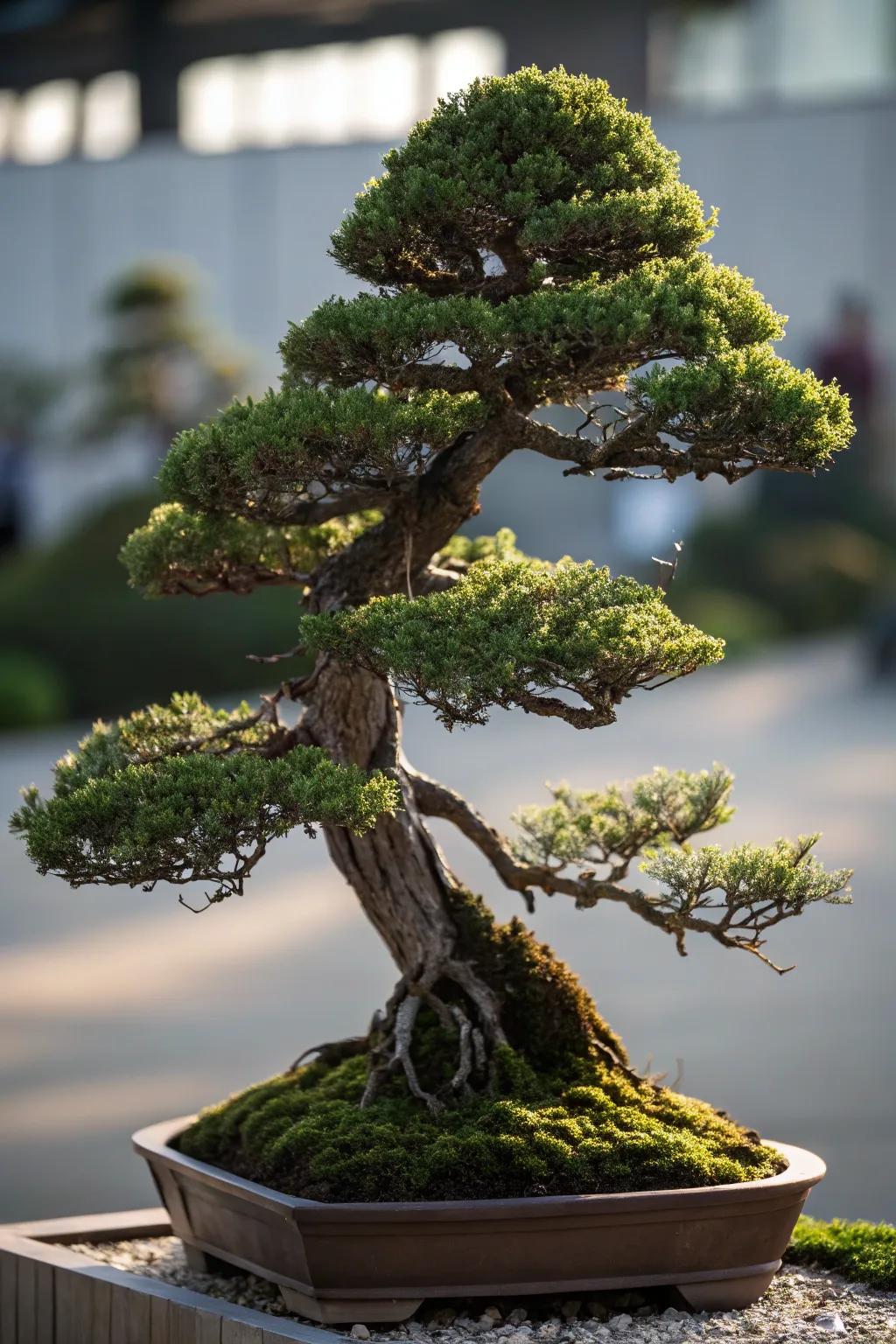 A multi-apex juniper bonsai presenting a mountainous silhouette.