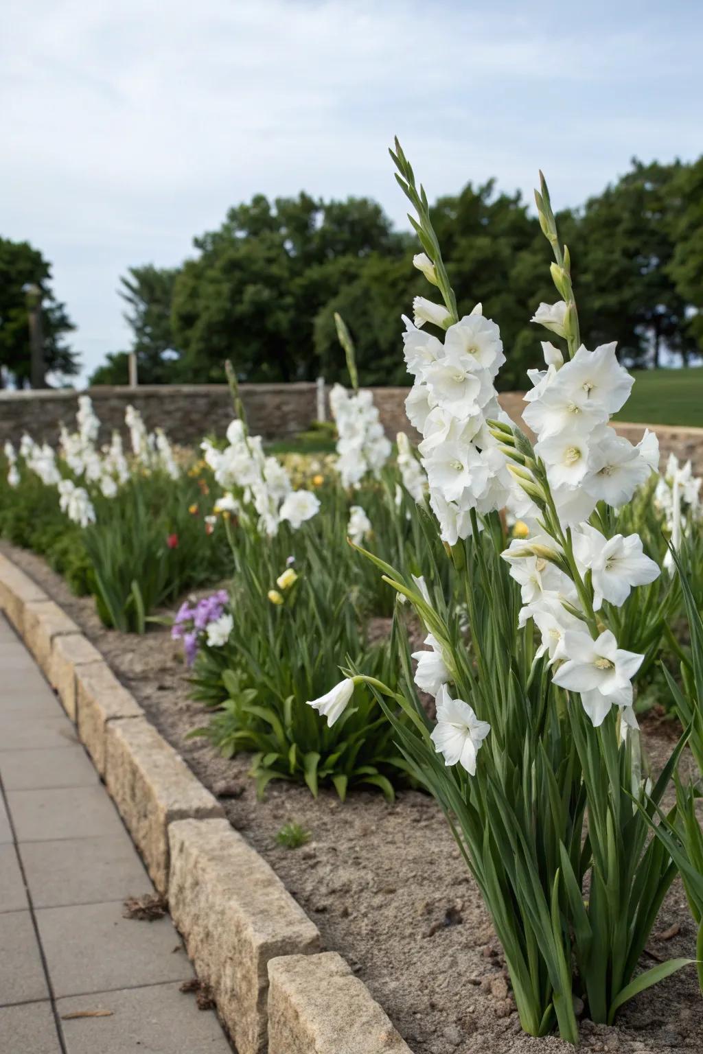 A single color of sword lilies creates a bold statement in the garden.