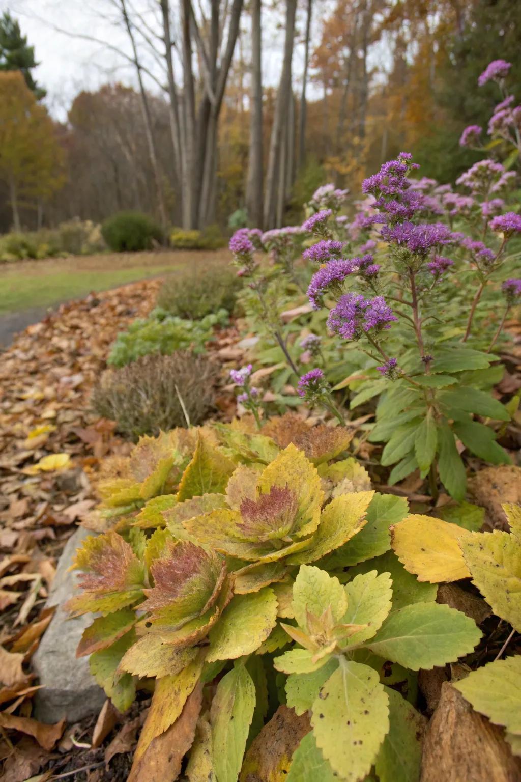 Autumn Sedum and Flutterby Plant bring a touch of fall magic.