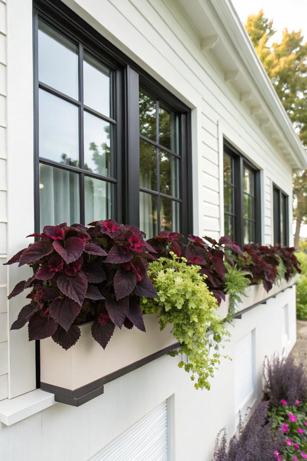 Dark coleus foliage adds dramatic contrast to window boxes.