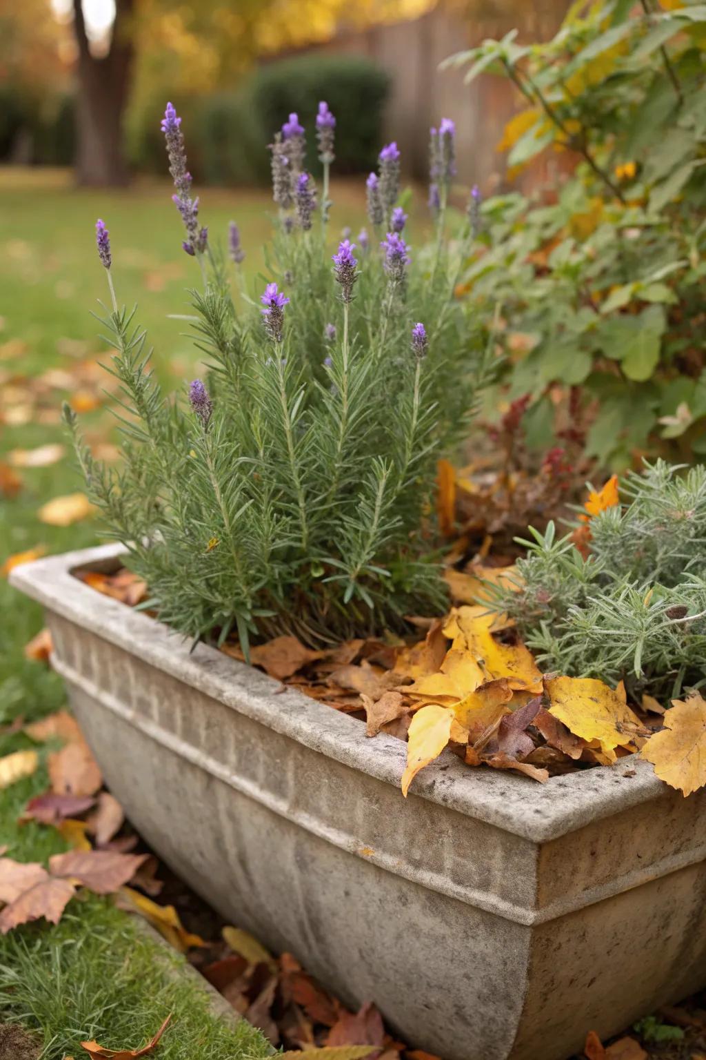 Aromatic plants craft an inviting atmosphere.