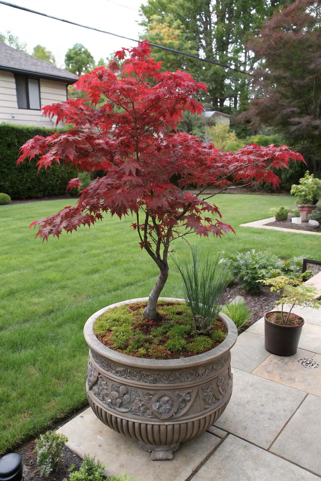 A container-planted Japanese maple adds flair and versatility to any front yard.