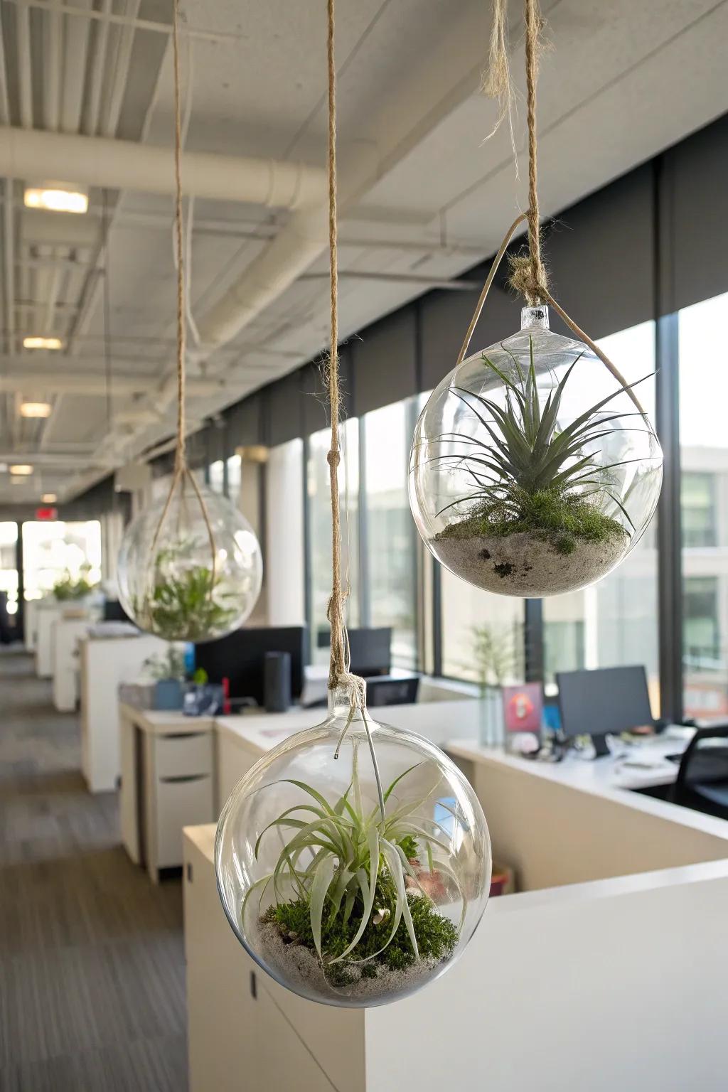 With adaptable air plants, you can make minimalist displays.