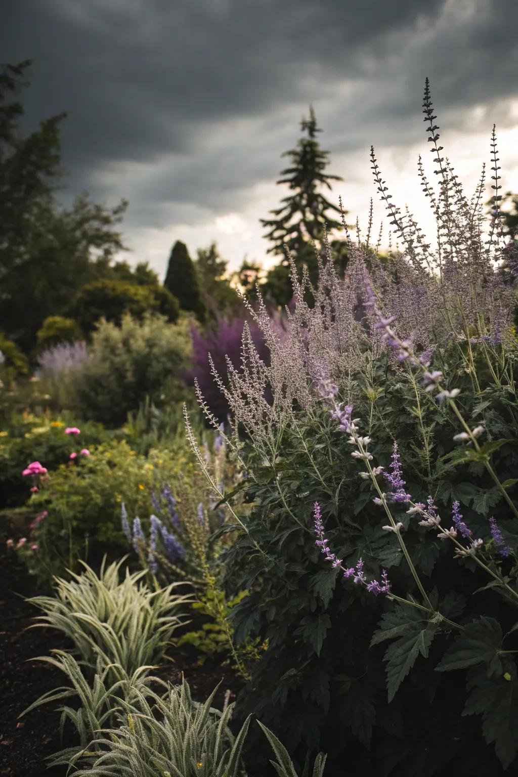 A moody garden with Azure Beauty and dark foliage.