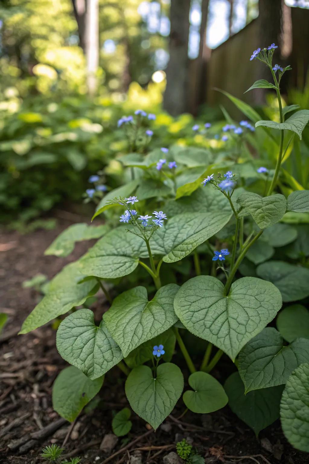 Heartleaf plant delivers lush ground cover in shade.