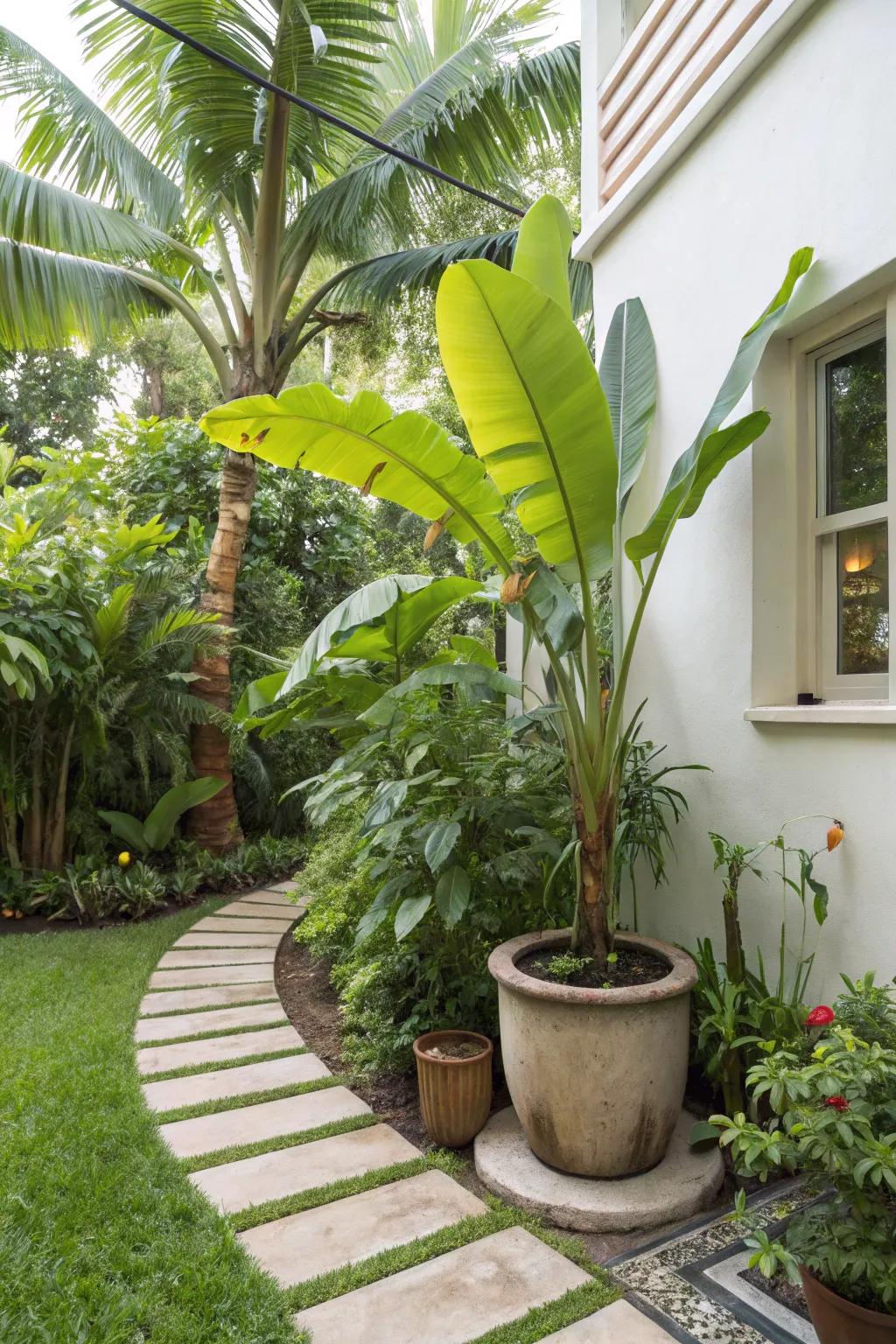A potted banana tree creates a striking tropical statement on a small patio.