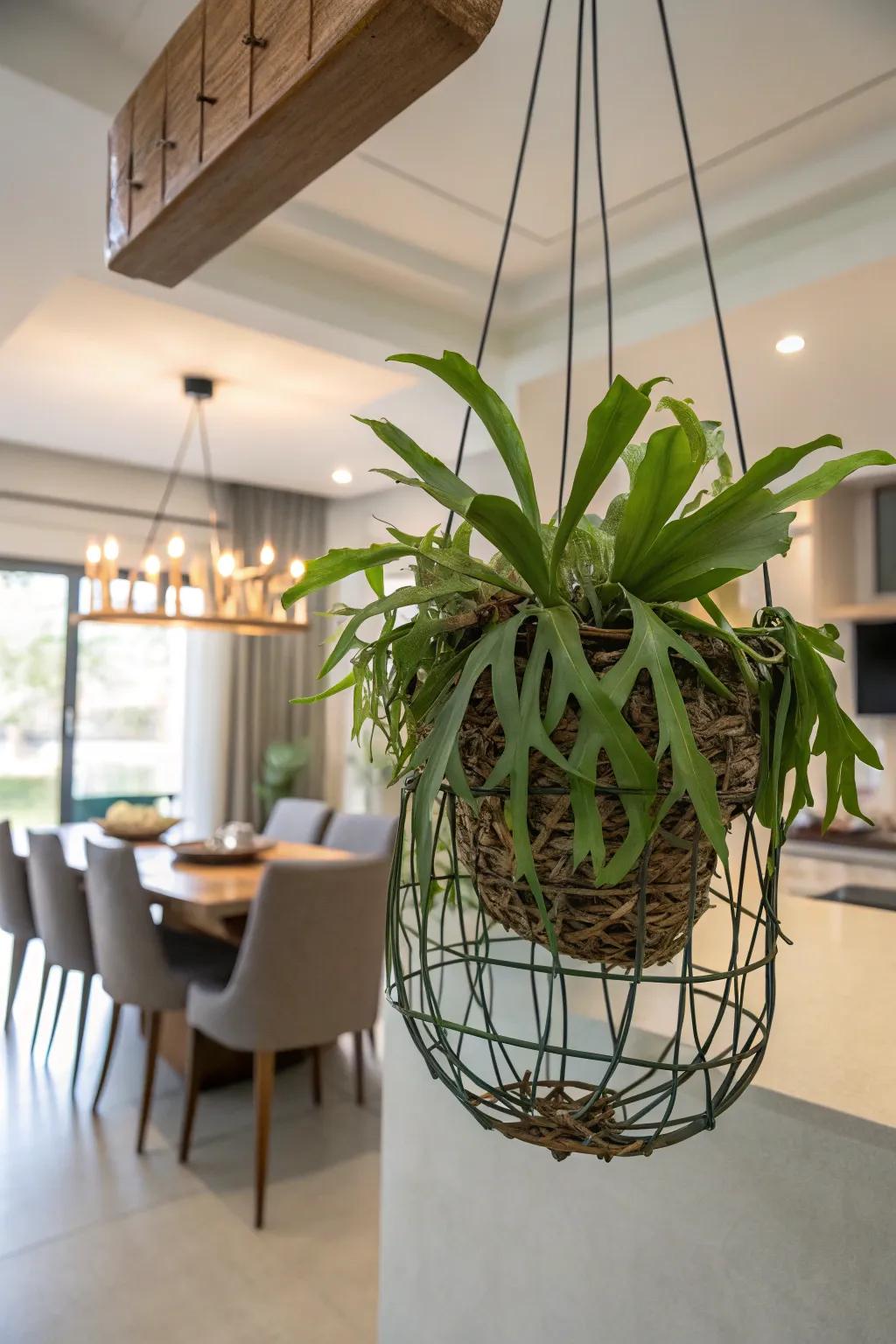 A metal weave offers a modern and airy display for a staghorn fern.