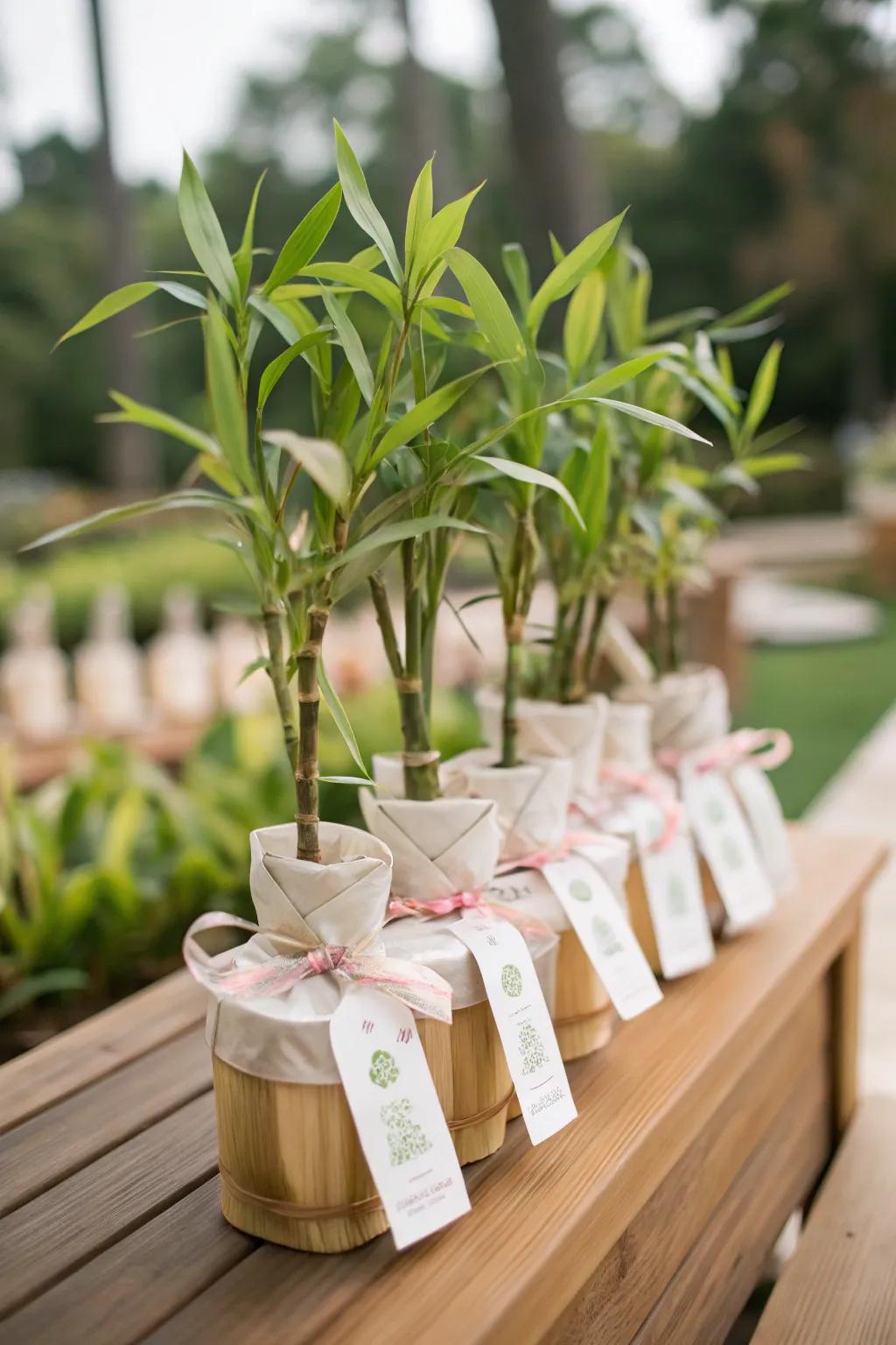 Bamboo trees function as thoughtful and enduring attendee mementos.