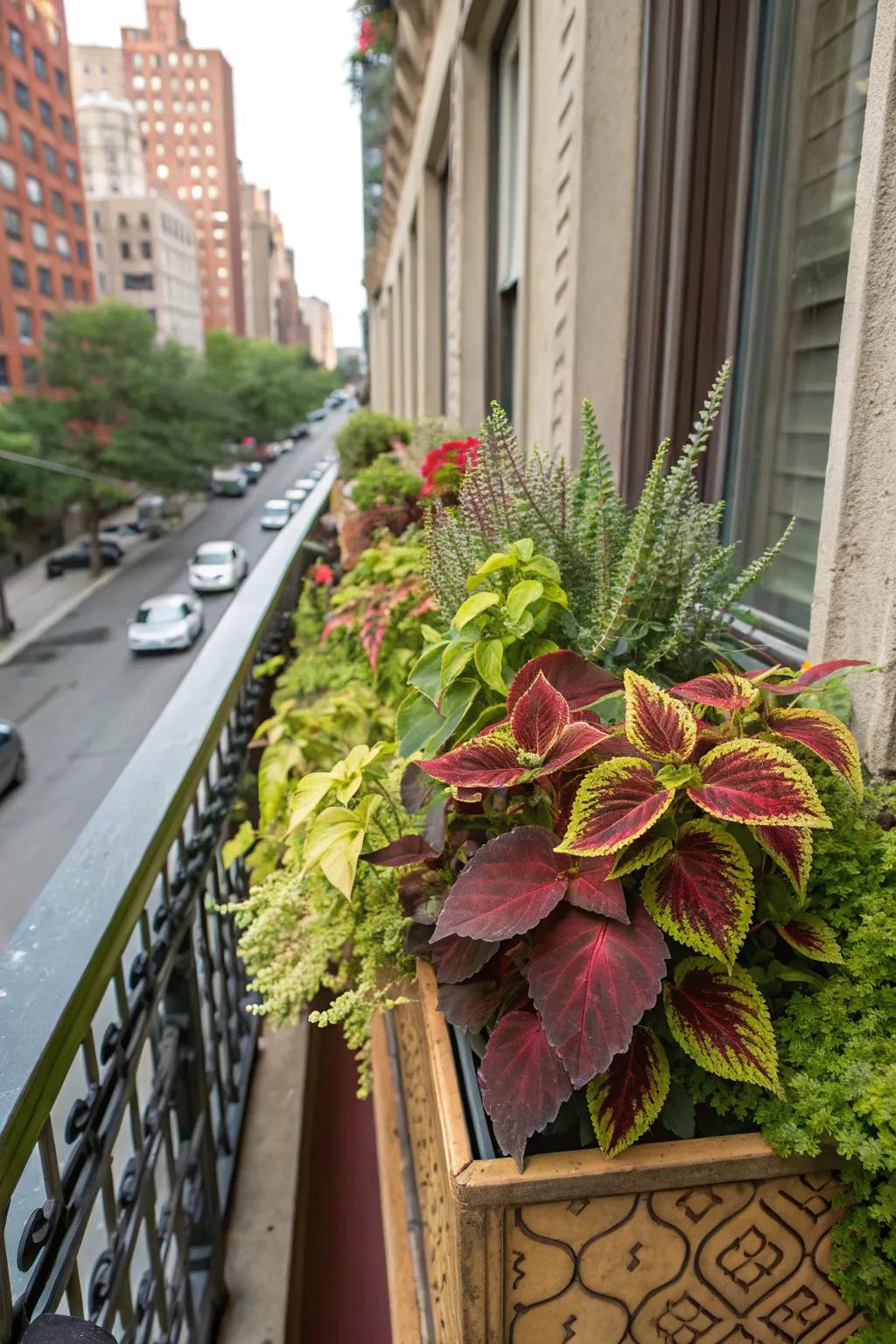 An eclectic mix of coleus adds charm and vibrancy to any home.