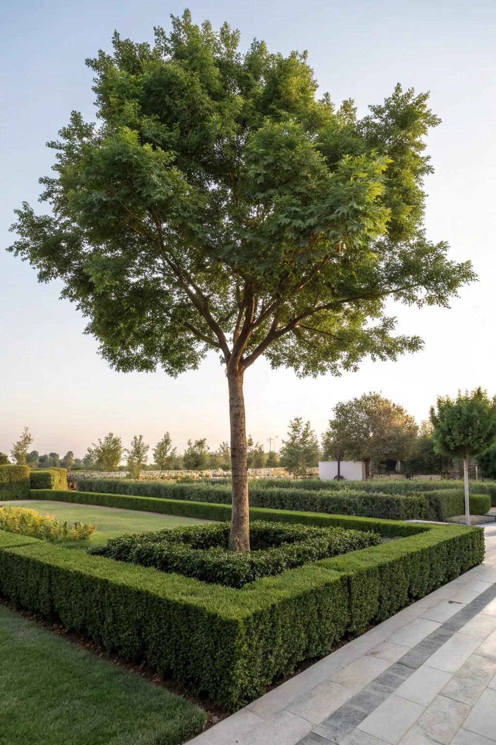 Hedges present privacy and framework surrounding trees.