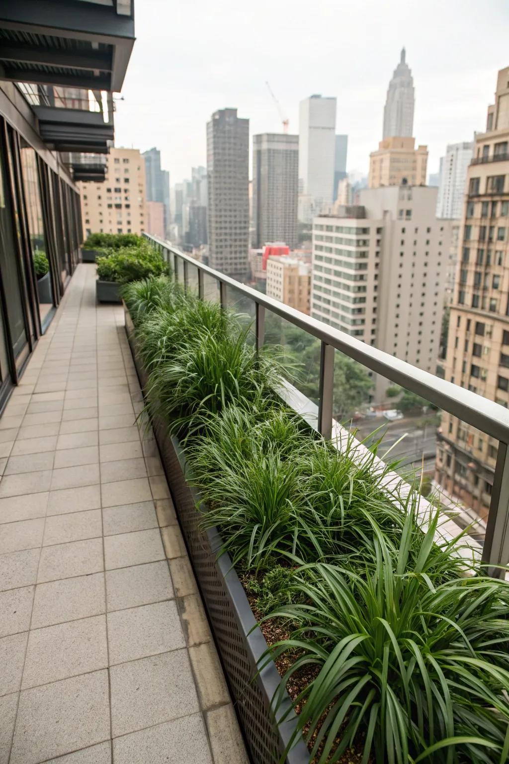 An urban balcony transformed into a lush oasis with Whispering Grass borders.