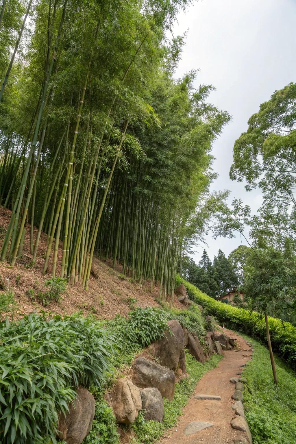 Reeds used effectively for controlling erosion on slopes.