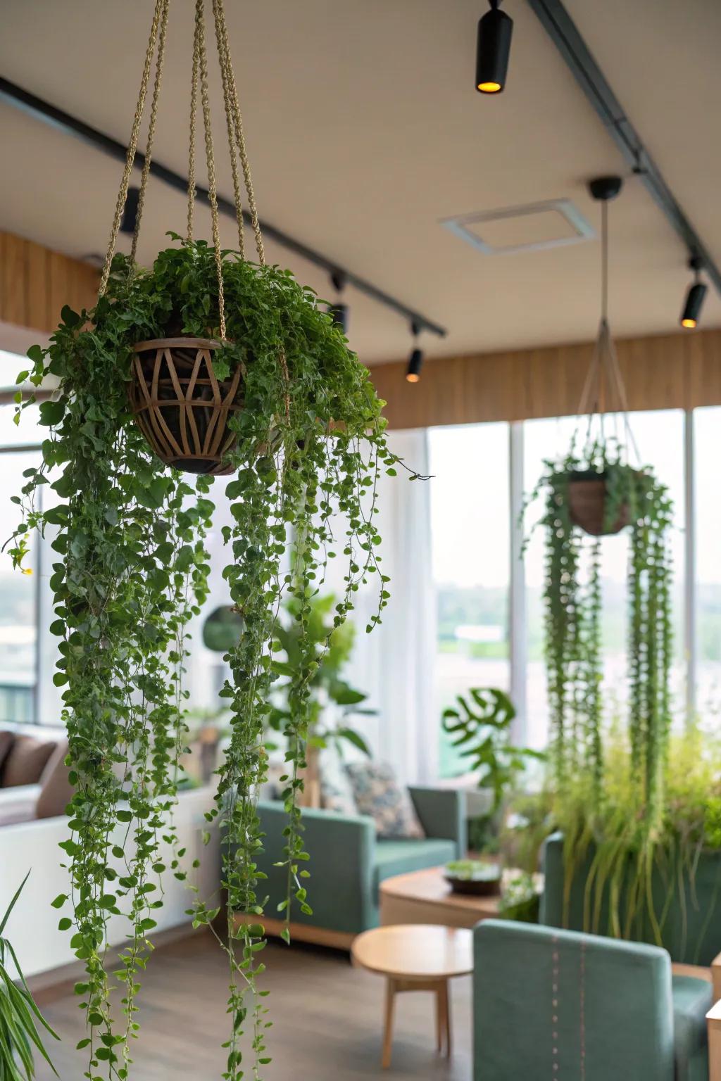A room with lush hanging plants adding vibrancy and life.