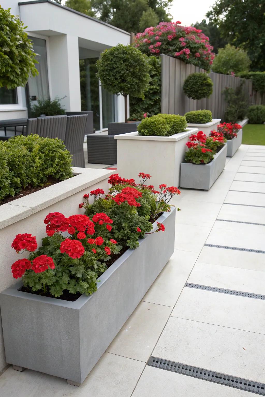 Sleek concrete planters provide a modern backdrop for bright geraniums.